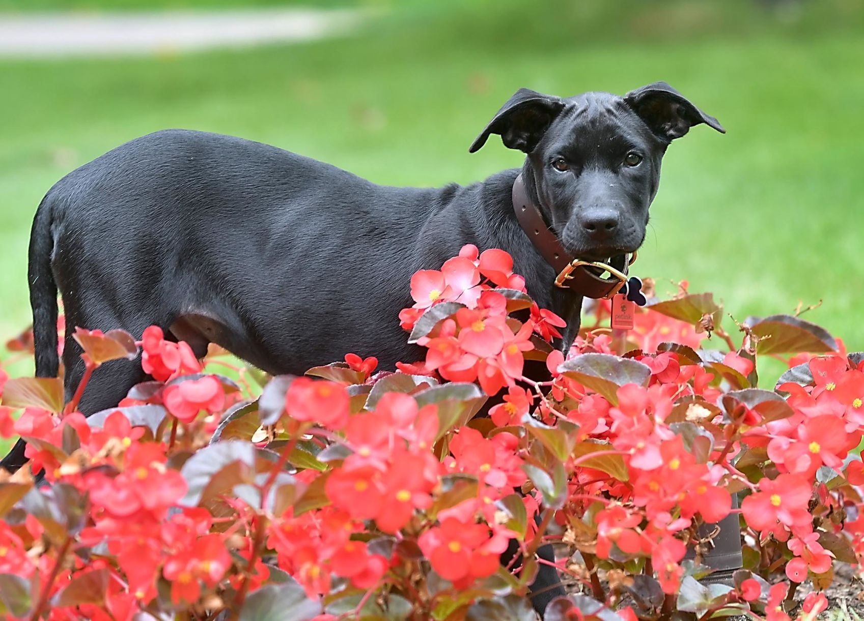 Governor's new dog 2